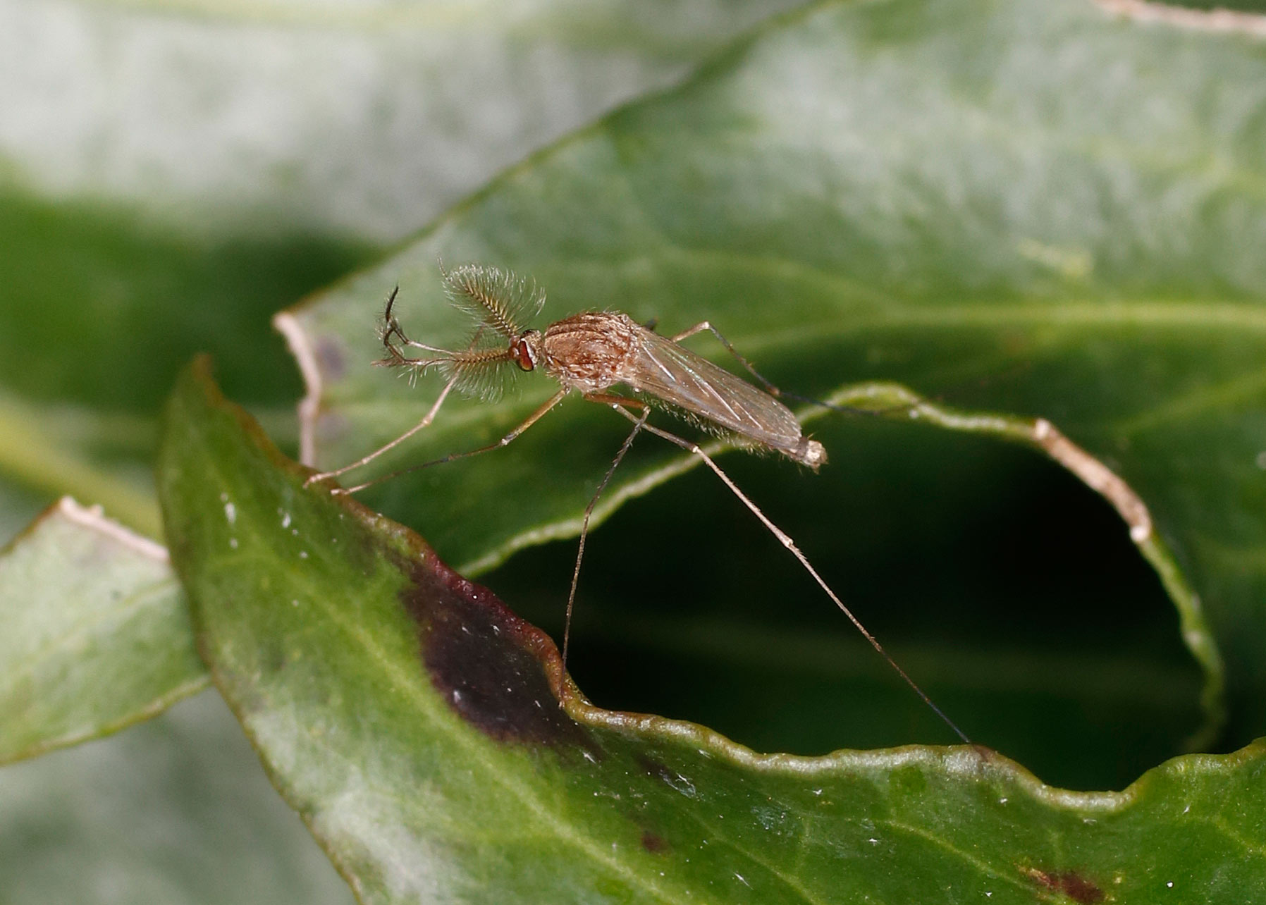 Culicidae: Culex pipiens?  Culex sp. (cfr.), maschio